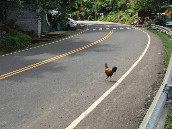 Chicken road casino - Descubre el Misterio detrás de la Carretera de Pollo en España